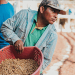 A costa rican coffee farmer holds a basked of coffee parchment they are prepaing for drying.