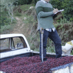 Costa ican coffee farmer, Carlos Montero, stands on a truck bed full of ripe red coffee cherries.