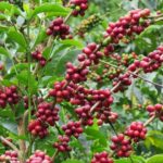 Colombian Geisha coffee fruiting during the harvest. Red cherries grow in clusters on the branches.