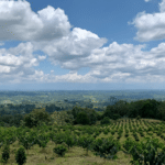 Wilton Benitez coffee farm stretches across a mountain. Hundreds of coffee trees in a row and a long blue sky stretch across the farm.