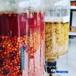 Wilton Benitez coffee in bioreactors.