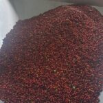 Colombian Geisha coffee cherries being loaded into a sorting machine.