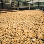 Thousands of Panama Geisha coffee beans drying on the raised beds during processing at the farm, Finca Lerida.