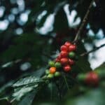 A Panama Gesha coffee plant on a farm called Finca Lerida produces cherries of various colors such as light green, orange, and red. The cherries are clustered tightly on the branch next to dark green leaves.
