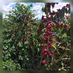 Coffee cherries growing in a Sudan Rume plant
