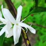 Bourbon sidra coffee flowers blooming.