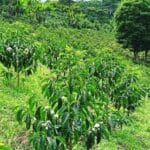 Coffee trees growing at Finca El Diviso.