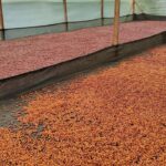 The best Colombian coffee during natural processing at Finca El Diviso.