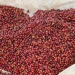 Kenya coffee cherries drying in bags.