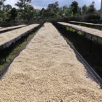 kenya aa coffee dring in the sun on raised bes at kiamugumo.