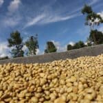 Kenyan coffee drying on raised african beds in parchment.